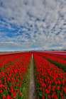 USA, Washington State. Skagit Valley, tulips grown in field Art Print